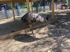 -长白岛森林公园