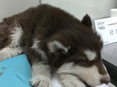 -康乐宝动物医院