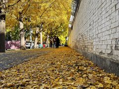-三里屯东五街银杏大道