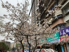 -沙市市中山公园