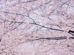 -高东镇樱花园