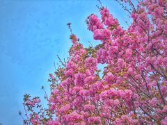 -济南国际园博园