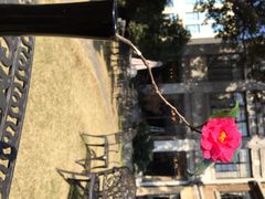 iphone_upload_pic-大可堂普洱茶馆(襄阳南路馆)