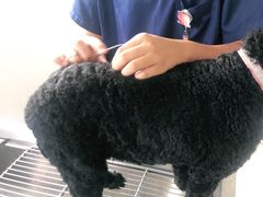 -佳雯宠物医院(四明中路分院)