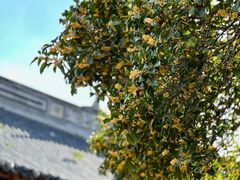 -龙华寺