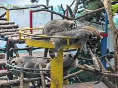 -西霞口神雕山野生动物世界