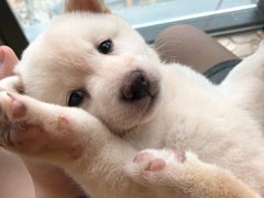 -柴犬小屋·柴餐厅·狗咖食堂(金鼎广场店)