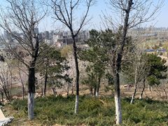 -莫子山公园