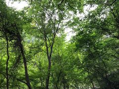 -青峰峡国家森林公园