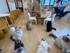 -有喵·猫咖·狗咖·30几只猫10只小狗(岗厦店)