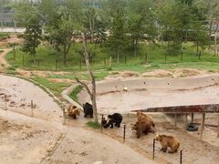 -青藏高原野生动物园