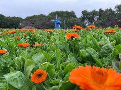 -广州市流溪河国家森林公园
