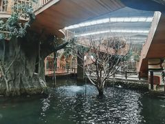 -南宫五洲植物乐园