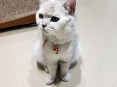 -藏猫猫咖啡主题馆(中央大道店)