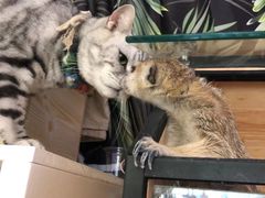 -平行世界·猫咖(首经贸店)