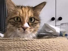 -纳吉亚猫专科动物诊疗中心(蒋宅口分院)