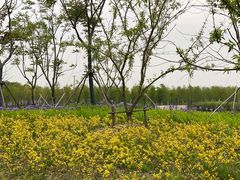 -春花秋色城市公园