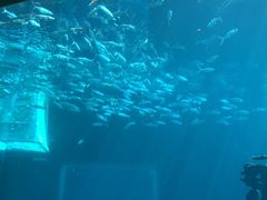 -海棠湾洲际-涛·海底餐厅·美人鱼·自助餐·海底隧道
