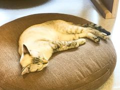 -猫和宫(六道口店)