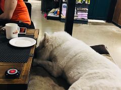 -百好乐宠物友好餐厅(朝外大街店)