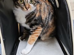 -动物缘宠物医院·骨科·猫科(西二环店)