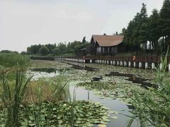 -太湖湖滨国家湿地公园-停车场