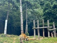 -大连森林动物园