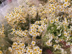 -丸摩堂鲜果茶(九方店)