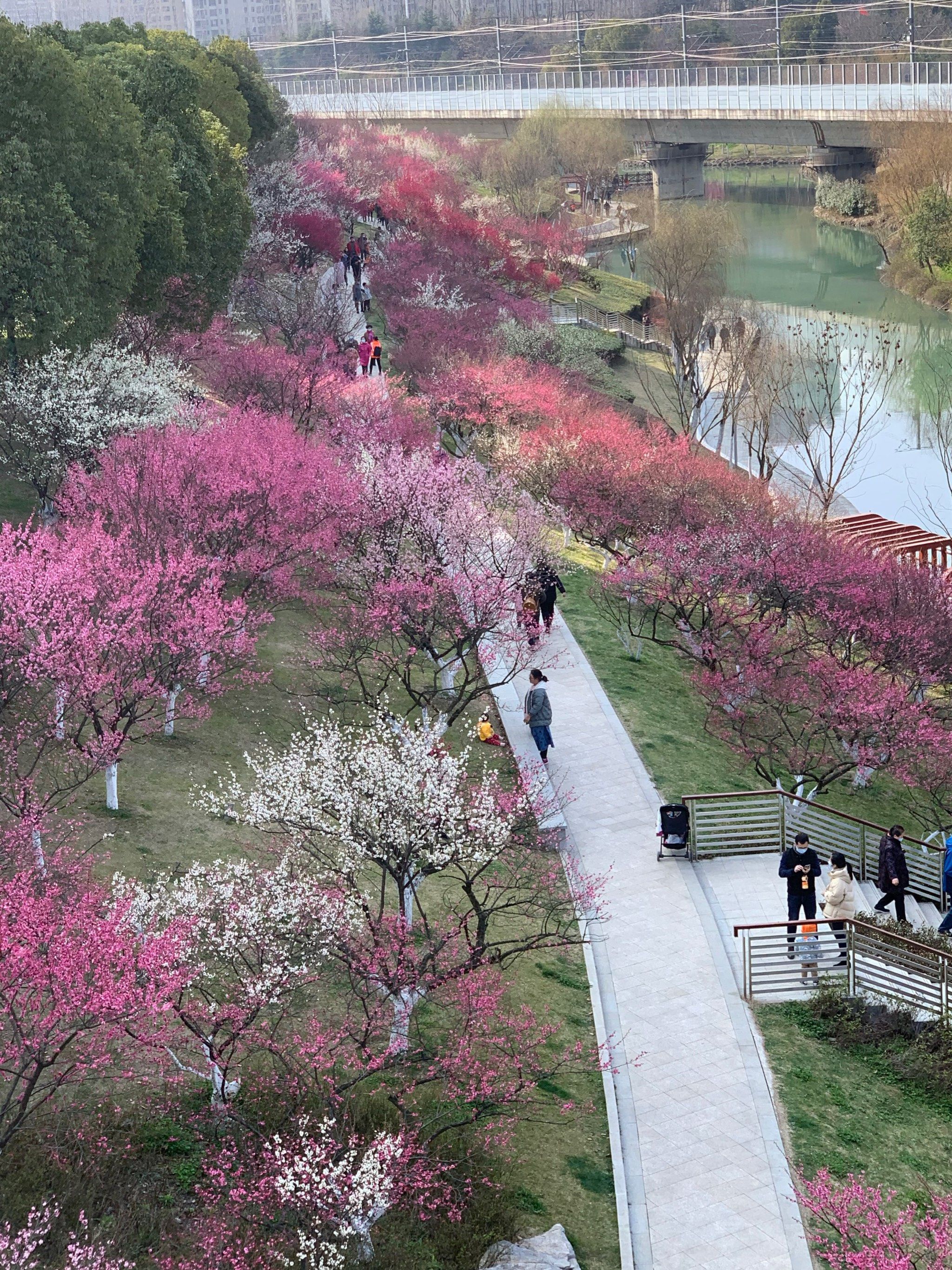 匡河公园桃花