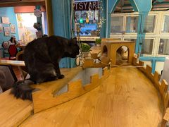 -猫小院猫主题咖啡厅(北锣店)