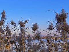 -野鸭湖国家湿地公园