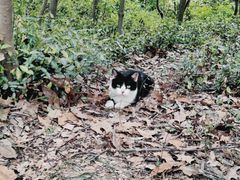 -上海佘山国家森林公园天马山园