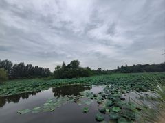 -白鹭湾湿地公园