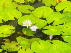 -重元寺香积厨素斋馆