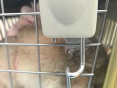 -纳吉亚猫专科动物诊疗中心(蒋宅口分院)