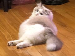 -Bastet sally猫舍购宠(静安店)