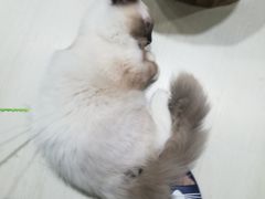 -猫亿天猫咖