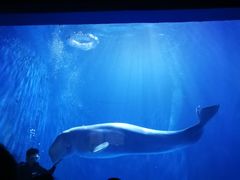 -多彩贵州城极地海洋世界