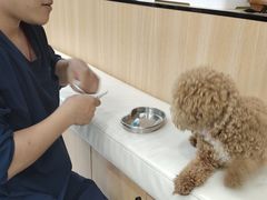 -瑞派长江宠物医院·猫科·外科·24小时夜护(谊城公寓分院)