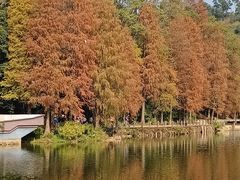 -深圳仙湖植物园
