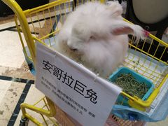 -猫色咖啡·猫咖