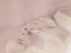 -喵的天空名猫咖啡馆·撸猫·猫舍·用品