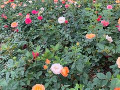 -金银湖国家城市湿地公园