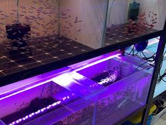 -山东柏宁水族批发广场