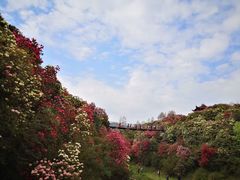 -贵州百里杜鹃风景名胜区