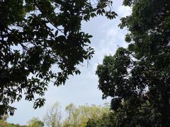 -风云岭森林公园