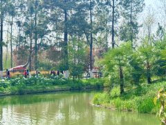 -合肥滨湖国家森林公园