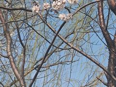 -桃花堤公园