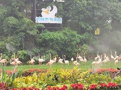 -广州长隆飞鸟乐园