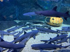 -烟台海昌鲸鲨海洋公园